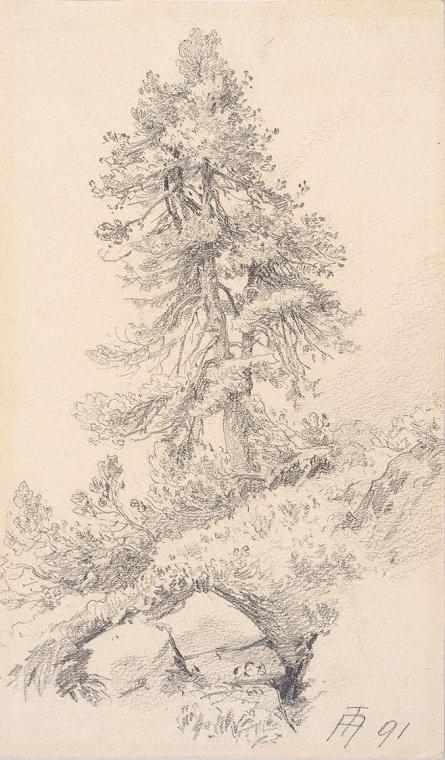 Theodor Alphons, Einsame Bergföhre, 1891, Bleistift auf Papier, 18 × 10,8 cm, Belvedere, Wien,  ...