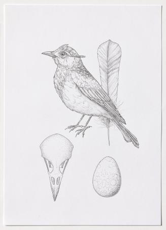 Jasmina Cibic, Dawn Chorus - Afghanistan, 2024, Bleistift, Farbstift, Tinte, Aquarell auf Papie ...