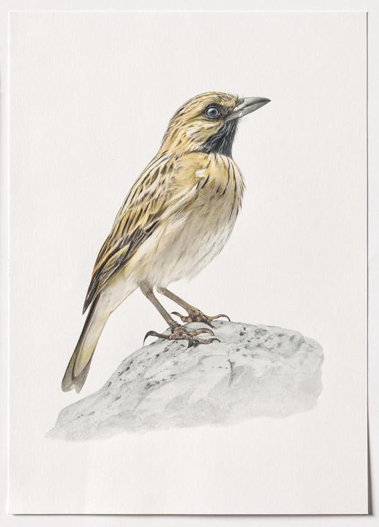 Jasmina Cibic, Dawn Chorus - Tunisia, 2024, Bleistift, Farbstift, Tinte, Aquarell auf Papier, B ...