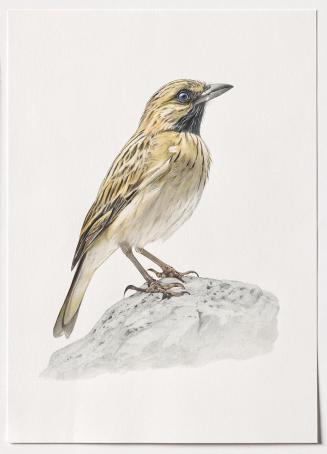 Jasmina Cibic, Dawn Chorus - Tunisia, 2024, Bleistift, Farbstift, Tinte, Aquarell auf Papier, B ...