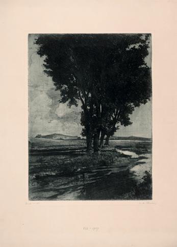 Carl Maria Thuma, Schwarzpappeln, Radierung, 59,5 x 42,5 cm (Blatt), Wien, Belvedere, Wien, Inv ...