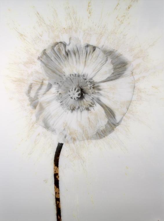 Stephan Reusse, Pissflower, C-Print, Diasec®-Versiegelung, 1986/2009, 159 x 119 cm, Belvedere,  ...