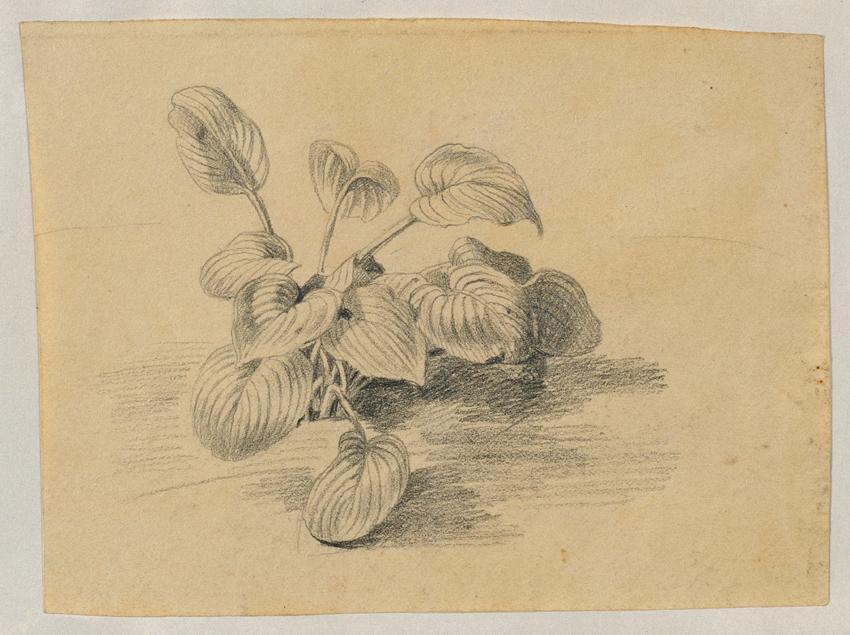 Johann Peter Krafft, Studie einer Blattpflanze, Bleistift auf Papier, 9,2 x 12,3 cm, Belvedere, ...