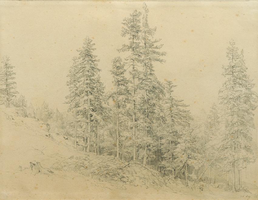 Joseph Martin Höger, Edeltann, 1863, Bleistift auf Papier, 27,2 x 35,8 cm, Belvedere, Wien, Inv ...