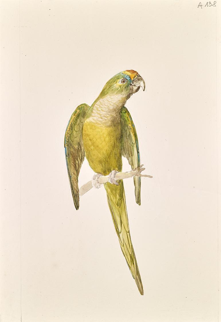 Papagei von Leopold von Stoll