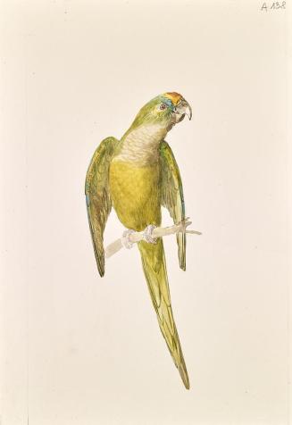 Leopold von Stoll, Papagei, um 1840/1850, Aquarell auf Papier, 36,1 × 24,9 cm, Schenkung Sammlu ...