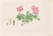 Leopold von Stoll, Alpen-Nelke (Dianthus alpinus), undatiert, Aquarell auf Papier, 23 × 33,3 cm ...