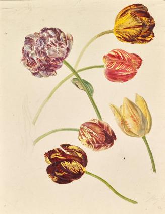 Leopold von Stoll, Tulpen, 1888, Aquarell und Tempera auf Papier, montiert auf Karton, 26,5 × 2 ...