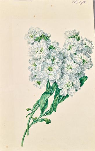 Leopold von Stoll, Weisse Blumen, undatiert, Aquarell, Gouache auf Papier, 34,6 × 22,5 cm, Belv ...