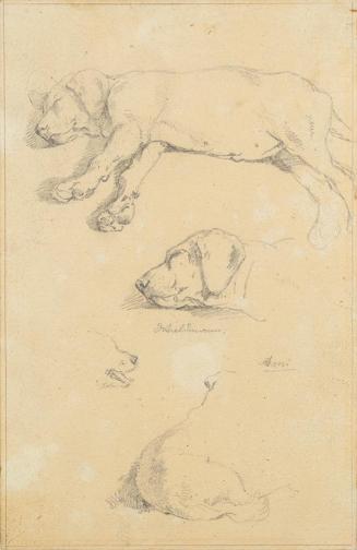 Friedrich August Mathias Gauermann, Hundestudien: Waldmann und Ami, Bleistift auf Papier, 17,3  ...